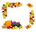 Arrangement of thanksgiving. Frame of maple leafs, pumpkins, apples, wheat, walnuts, and flowers on white background