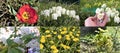 Arrangement of various garden flowers in a rustic garden.