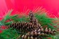 An arrangement of white pine boughs and cones Royalty Free Stock Photo