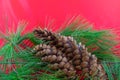 An arrangement of white pine boughs and cones Royalty Free Stock Photo