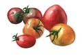 Arrangement with whole fresh red and yellow tomato.