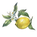 Arrangement with whole and slice fresh citrus fruit lemon with green leaves and flowers.