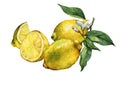 Arrangement with whole and slice fresh citrus fruit lemon