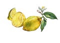 Arrangement with whole and slice fresh citrus fruit lemon with green leaves and flowers. Royalty Free Stock Photo