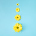 Arrangement yellow chrysanthemum daisy flower on blue pastel background. Flat lay Royalty Free Stock Photo