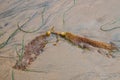 Arrangement of yellow gold kelp with strands of seaweed on wet sand