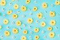 Arrangement yellow and white flowers on blue pastel background. Flat lay pattern. Royalty Free Stock Photo