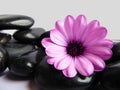 A purple Cape Marguerite Daisy flower with shiny black stones