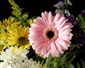 Arrangements blooming bouqet flowers Royalty Free Stock Photo