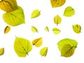 An arrangment of spring leaves Royalty Free Stock Photo