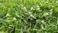 Arraso con todo or Gomphrena serrata plants grow among green grass