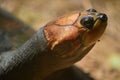 The Arrau turtle Podocnemis expansa, also known as the South American river turtle, giant South American turtle, giant Amazon