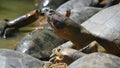 The Arrau turtle Podocnemis expansa, also known as the South American river turtle, giant South American turtle, giant Amazon