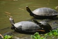 The Arrau turtle Podocnemis expansa, also known as the South American river turtle, giant South American turtle, giant Amazon