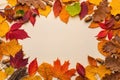 An Array of Colorful Autumn Leaves Beautifully Arranged on a Cream Colored Background Royalty Free Stock Photo