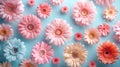 An array of colorful gerbera daisies arranged on a soft pastel blue backdrop Royalty Free Stock Photo