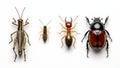 Diverse insect collection presented on clean white background for education or research. Royalty Free Stock Photo