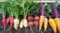 An array of freshly picked colorful root vegetables including red radishes white radishes and golden beets displayed on the Royalty Free Stock Photo