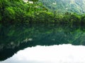 An array of green forest on a summer day near the lake