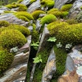 An array of green moss Bryophyta and small plants emerging from the Royalty Free Stock Photo