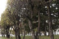 An array of green trees in the city park.