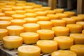 an array of hard cheese wheels under natural light