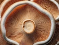 Array of mushroom gills, creating symmetrical patterns in close-up