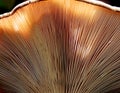 Array of mushroom gills, creating symmetrical patterns in close-up