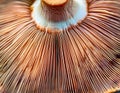 Array of mushroom gills, creating symmetrical patterns in close-up