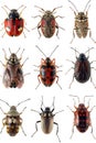 Diverse insect collection: Display of nine unique insects, showing a spectrum of colors and patterns, highlighting nature's
