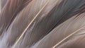Array of overlapping bird feathers showcasing intricate patterns and textures Royalty Free Stock Photo