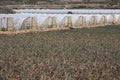 Plastic tunnel greenhouse with field of young vegetables in front.