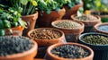 Array of Potted Plants on Display Royalty Free Stock Photo