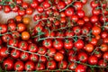 Array of Raw Organic Red Cherry Tomatoes on the Vine Royalty Free Stock Photo