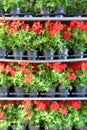 Array of red pot flowers on shelves Royalty Free Stock Photo
