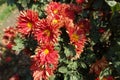 Array of red and yellow flowers of semidouble Chrysanthemums Royalty Free Stock Photo