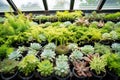 array of succulent plants in an urban rooftop garden