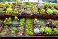 array of succulent plants in an urban rooftop garden