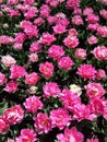 Array of vibrant Magenta colored peony-shaped tulips