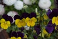 Array of vibrant Violet tricolor flowers in full bloom, with lush foliage surrounding them