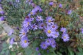 Array of violet flowers of Michaelmas daisies