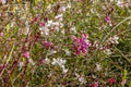 A beautiful array of white and pinkish wildflowers and green grass.