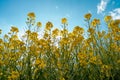 Array Of Yellow Mustard Flowers Against A Backdrop Of A Vivid Blue Sky.