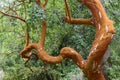 Arrayan tree in Huerquehue national park, Chile