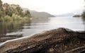 Arrayan tree in Patagonia, Argentina Royalty Free Stock Photo