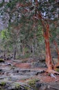 Arrayan tree in Patagonia, Argentina Royalty Free Stock Photo