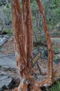 Arrayan tree in Patagonia, Argentina Royalty Free Stock Photo