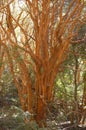 Arrayan Trees - Neuquen - Argentina