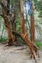 Arrayan trees