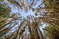 Arrayanes Trees with orange trunk at Arrayanes National Park - Villa La Angostura, Patagonia, Argentina Royalty Free Stock Photo